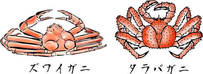 ズワイガニとタラバガニのイラスト